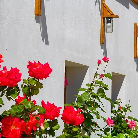 Bebej Tradicional Gjirokastër